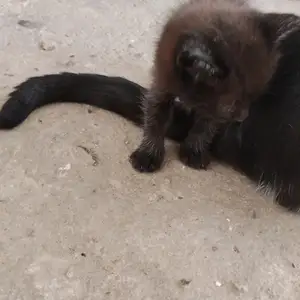 Кошка, Душанбе