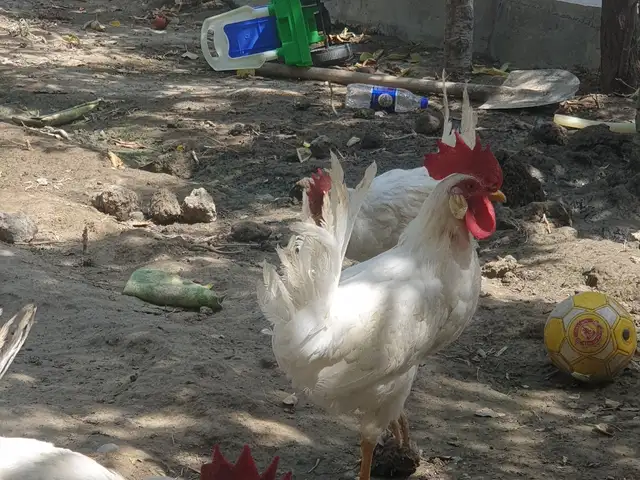 Хурузчахо, Худжанд