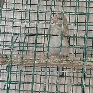 Xучахакой природный, Душанбе