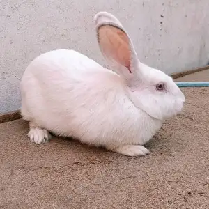 Харгуш, Худжанд