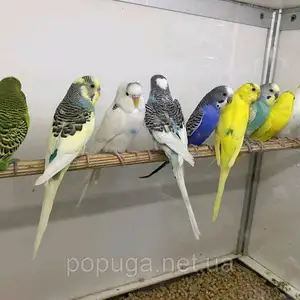 Попугай, Душанбе