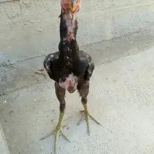 Дакан чуча, Конибодом