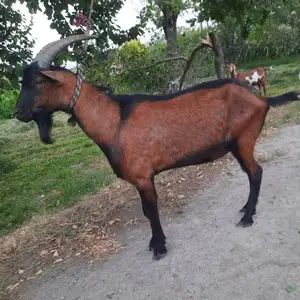 Альпийская коза, Худжанд