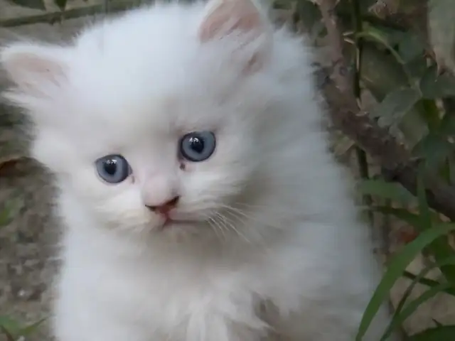 Шотландский котенок, Душанбе