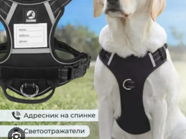 Шлейка для собак, Худжанд