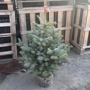 Голубой Ель, Душанбе