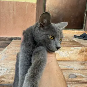 Кошка, Душанбе