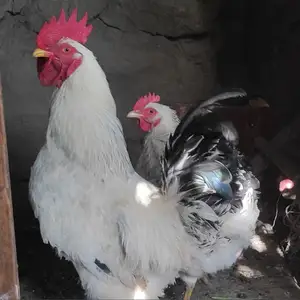Хурузи рябушка, Вахдат