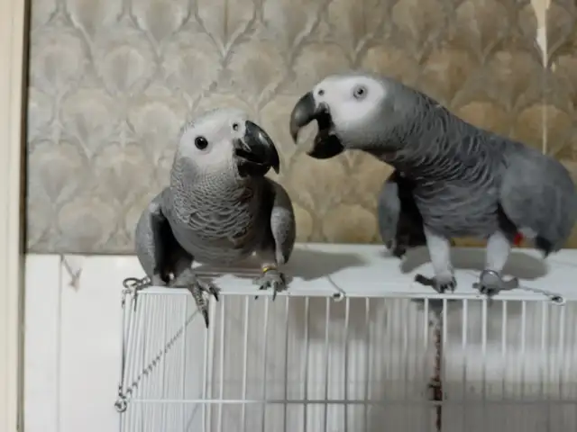 Попугай жако, Душанбе