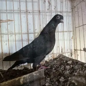 Голубь, Вахш