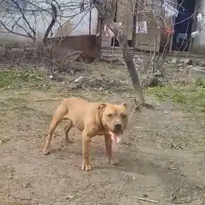 Собака потерялась, Душанбе
