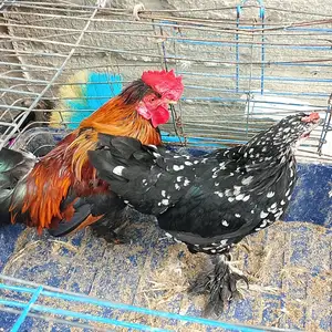 Хуруз японча, Канибадам