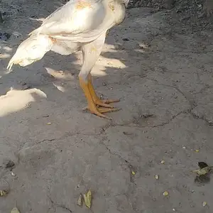 Дакан, Душанбе