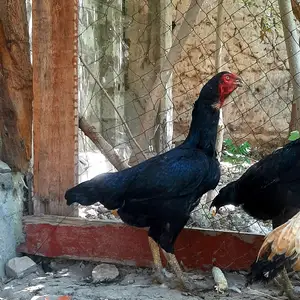 Дакан мокён, Абдурахмони Джоми