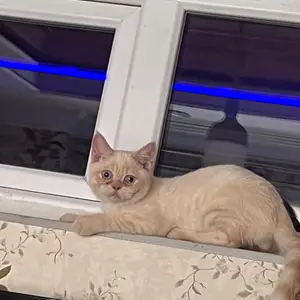 Шотландский котенок, Душанбе