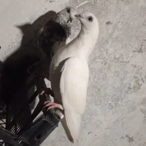 Кафтар, Ваҳдат