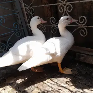 Чучахои индоутка, Турсунзаде