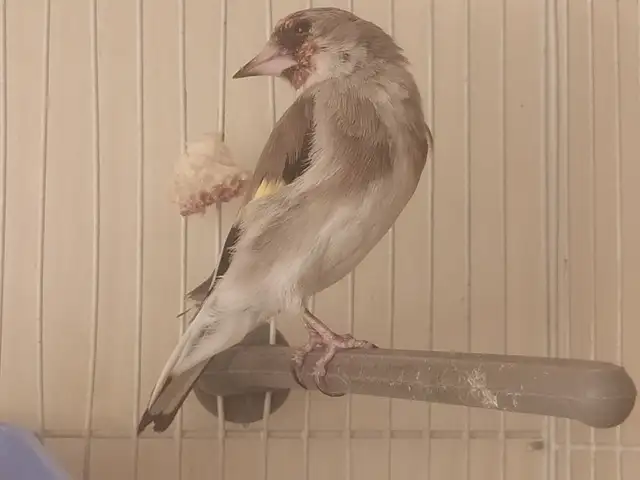 Саба, Бобоҷон Ғафуров