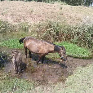Асп, Вахдат