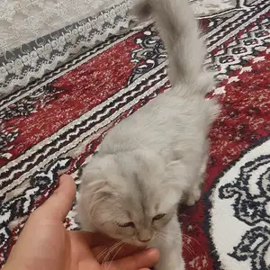 Кошка, Душанбе