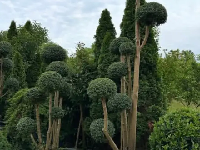 Мирт, Душанбе