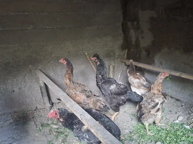 Мурги дакан, Айнӣ