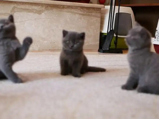 Британский котёнок, Хуҷанд