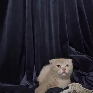 Шотландские котята, Худжанд