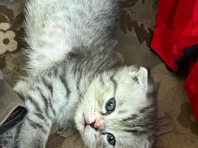 Шотландский вислоухий котенок, Душанбе - 5