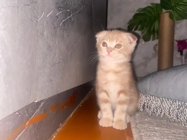 Шотландская виислоухая кошка, Душанбе