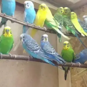 Gопугай, Душанбе
