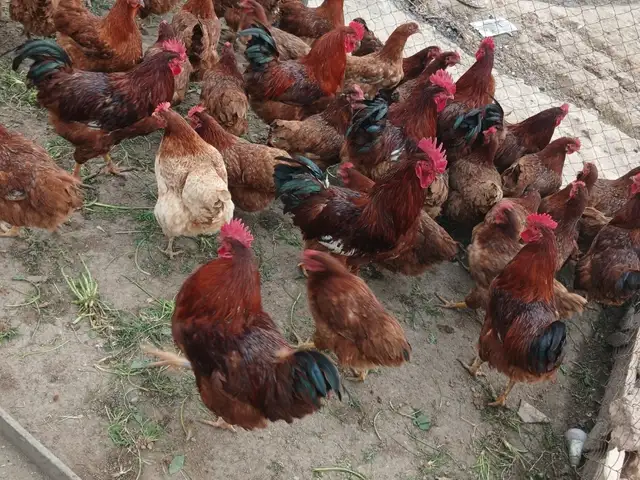 Тухми Ломан Браун, Душанбе