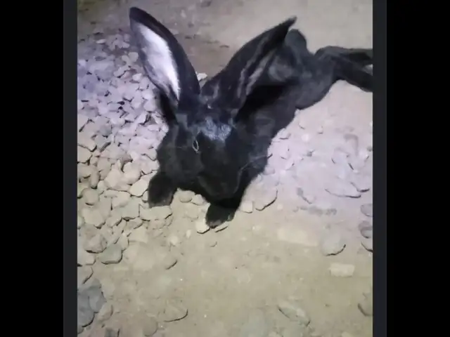 Кролик, Душанбе