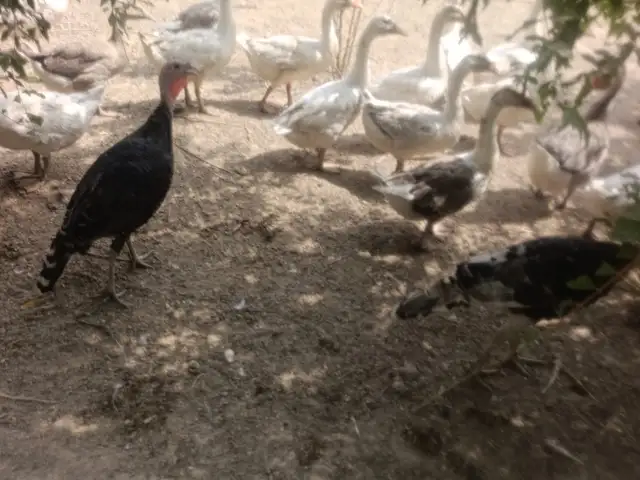 Индюк ва Ғоз, Душанбе