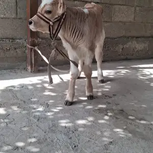 Букача, Вахдат