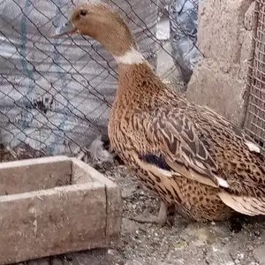 МУРГОБИ, Гиссар