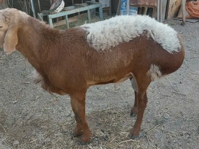 Гусфанд, Хуҷанд