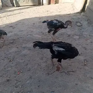 Чуча даканги тоза, Канибадам