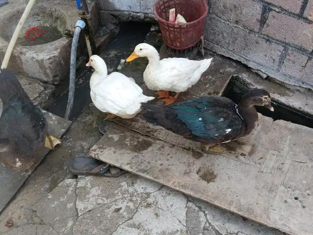 Мургоби, Душанбе
