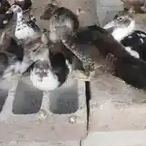 Чучаи индоутка, Ҳисор