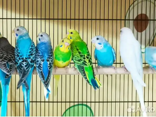 Попугай, Душанбе