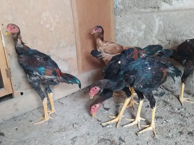 Дакан чуҷа, Хуҷанд