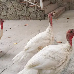 Индюк, Хуҷанд