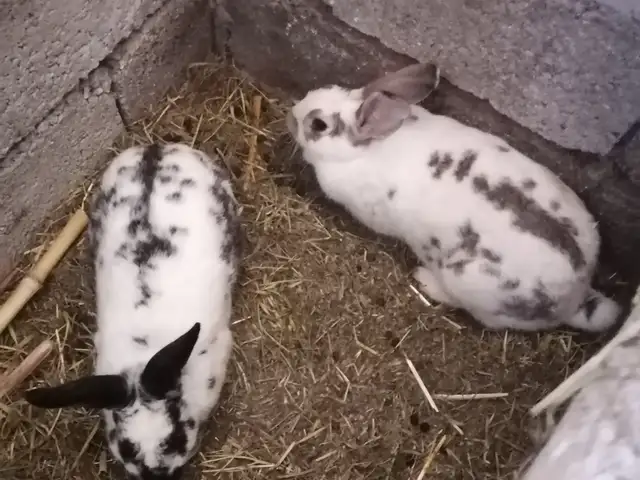 Харгуш, Душанбе