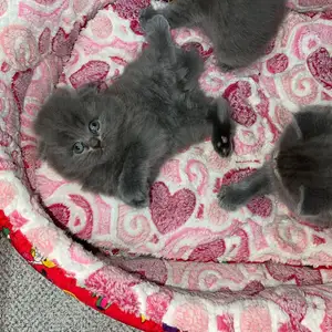 Британские котята, Худжанд