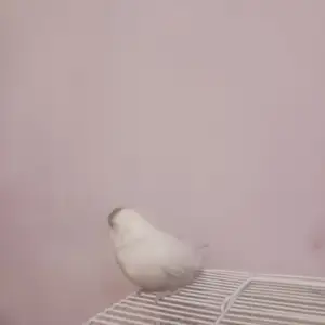 Попугай, Душанбе