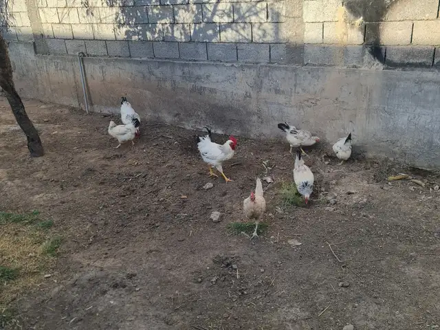 Рябушка, Гиссар
