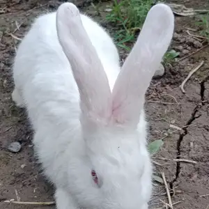 Харгуши хикол, Душанбе