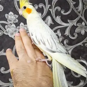 Попугай, Душанбе