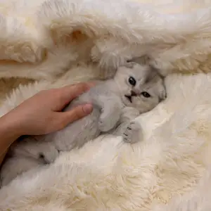 Шотландская вислоухая кошка, Душанбе